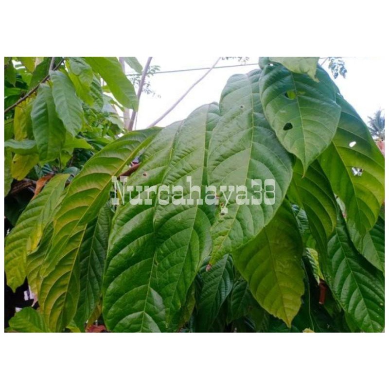 

DAUN KAKAO Fresh dan segar 50 lembar