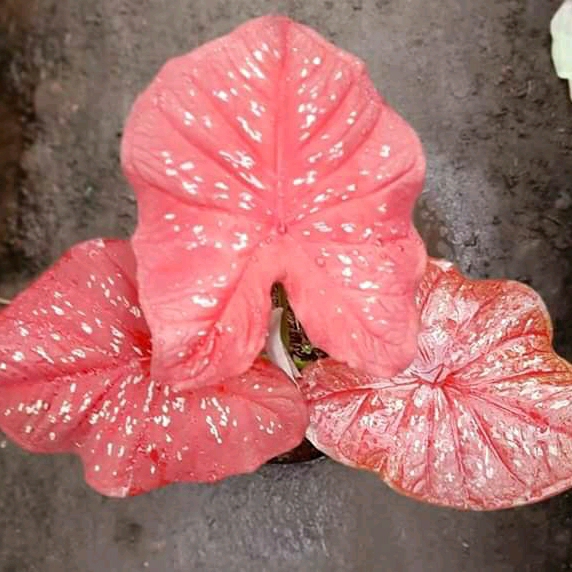 keladi guardian/caladium red guardian /caladium guardian