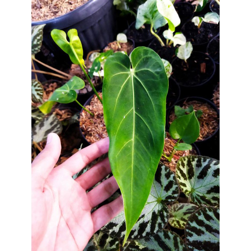 anthurium Warocquanum x ace of spades