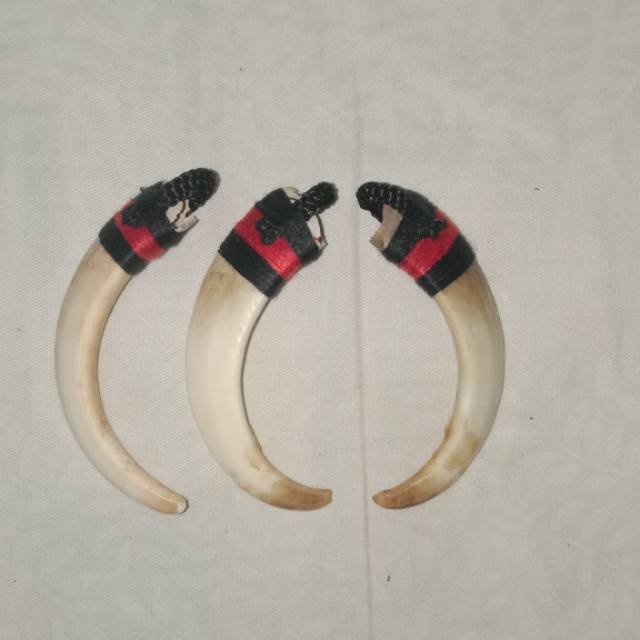 Taring babi mini 5.5 cm