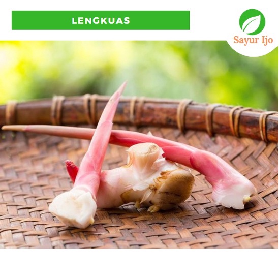 

Lengkuas / Laos 90 - 100 Gram Fresh Greater Galangal Sayur Hijau Segar