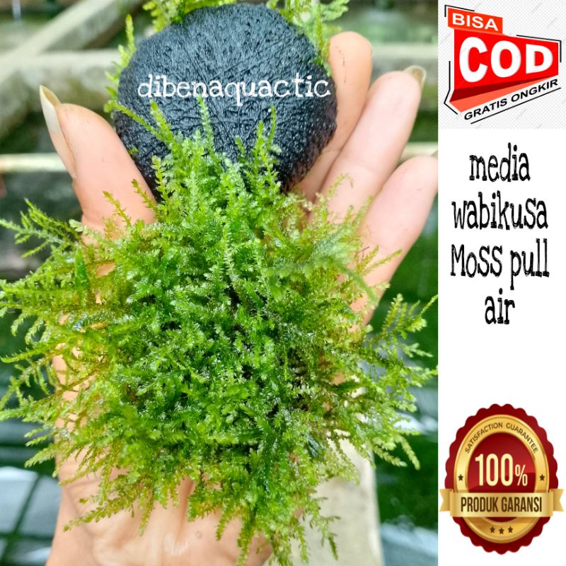 Moss weeping low co2 tanaman aquascape