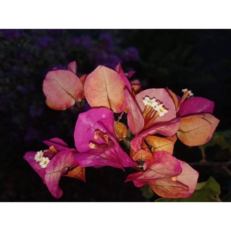 bougenville  citra india