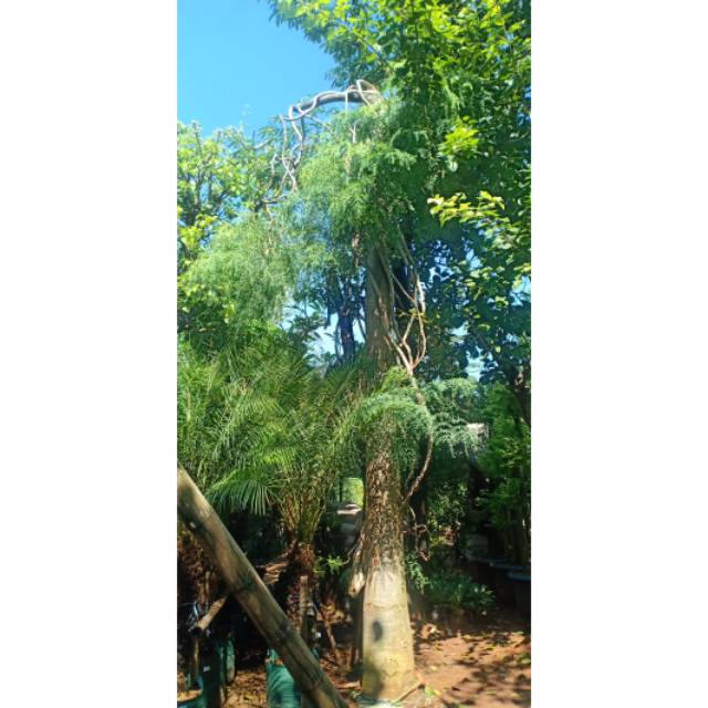 POHON KELOR AFRIKA SIAP UNTUK DITANAM