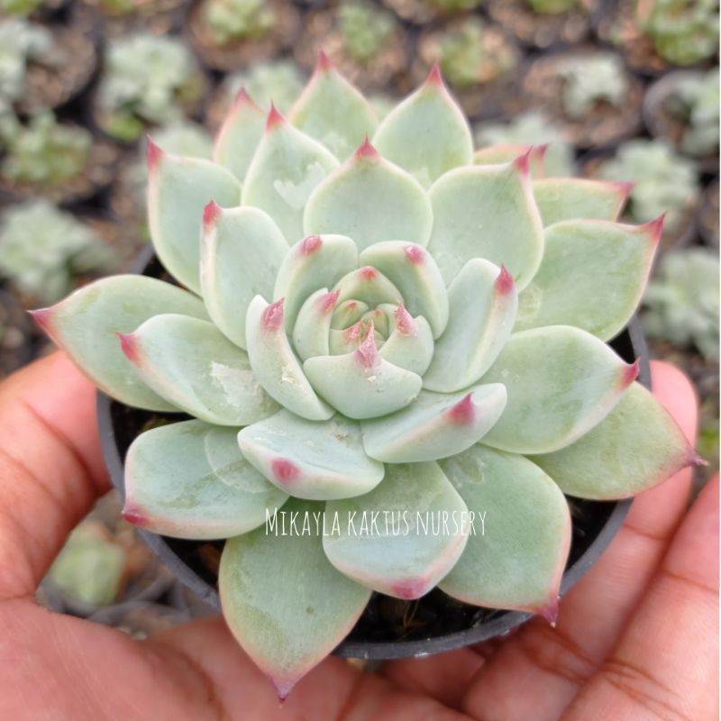 sukulen - echeveria - chihuahuaensis