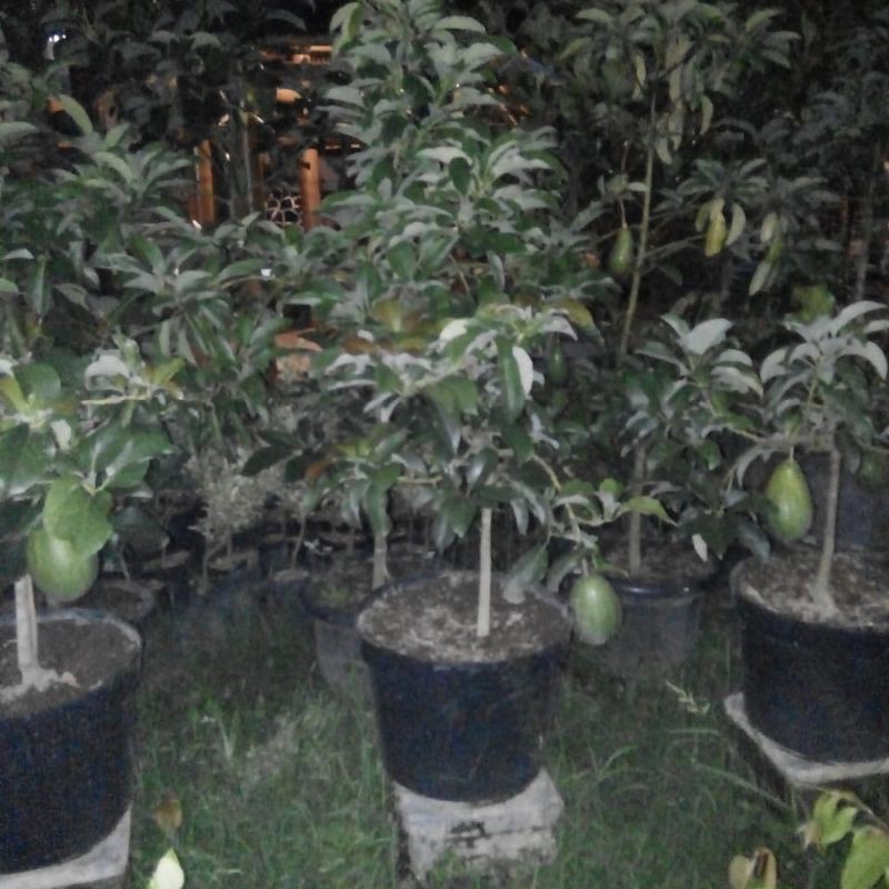 

alpukat aligator beli 1 gratis 1