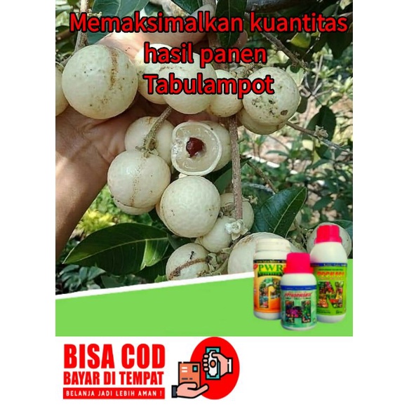 PUPUK BOOSTER BUAH PELEBAT BUAH PERANGSANG BUAH