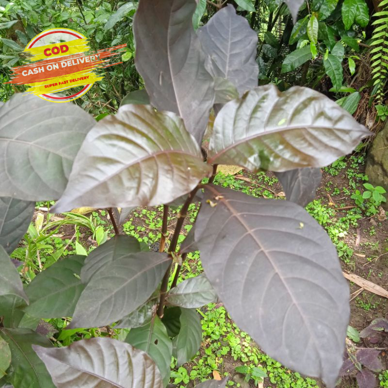 

Daun ungu atau handeleum segar 250 gram