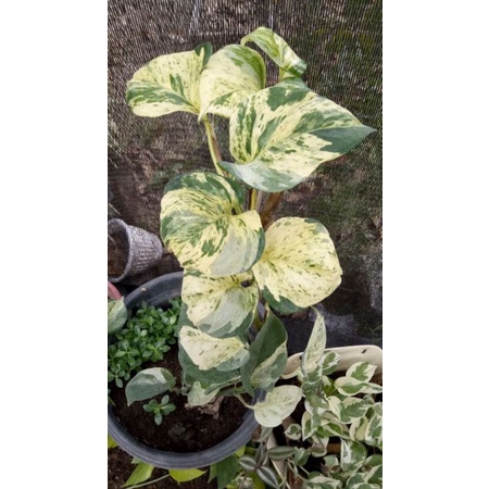 Sirih Manjula RIMBUN MURAH (Bisa Cod)-BEST