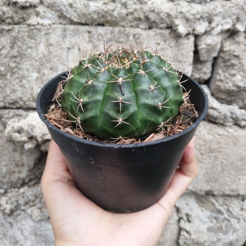 Gymnocalycium Ownroot | D 10cm