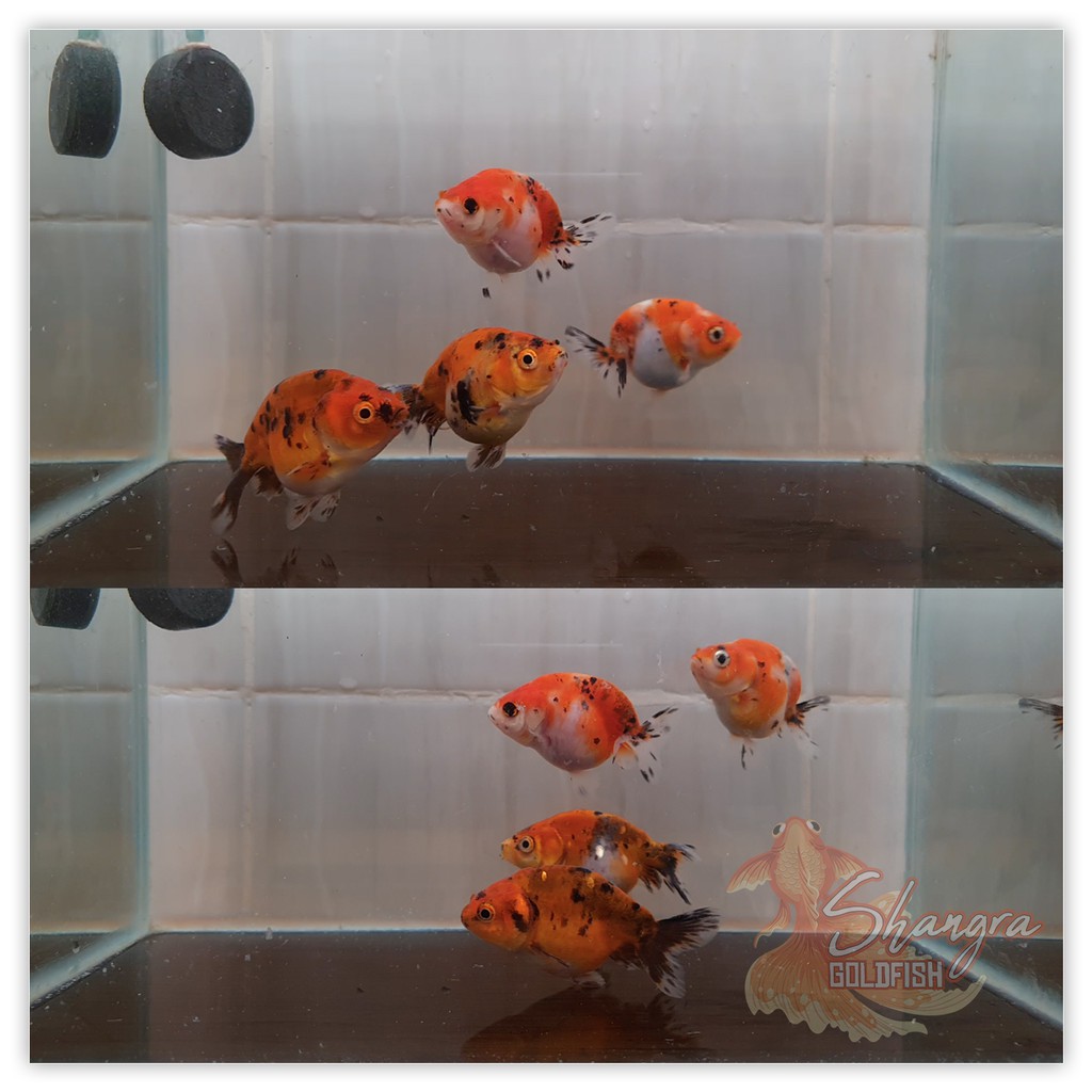 Ikan Mas Koki Ranchu - Sapi Panca Warna Calico - 001