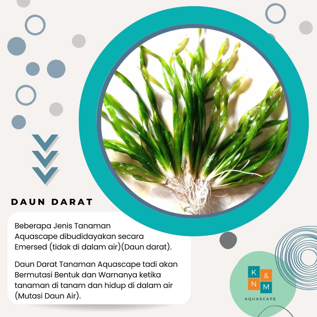 Vallisneria Valis Valisneria Spiralis Tanaman Tumbuhan Background Stamp stem Aquascape Tanpa Low Co2 Channa Cana Chana