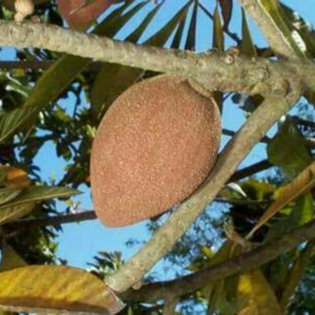 Bibit  Memey Sapote Lorito