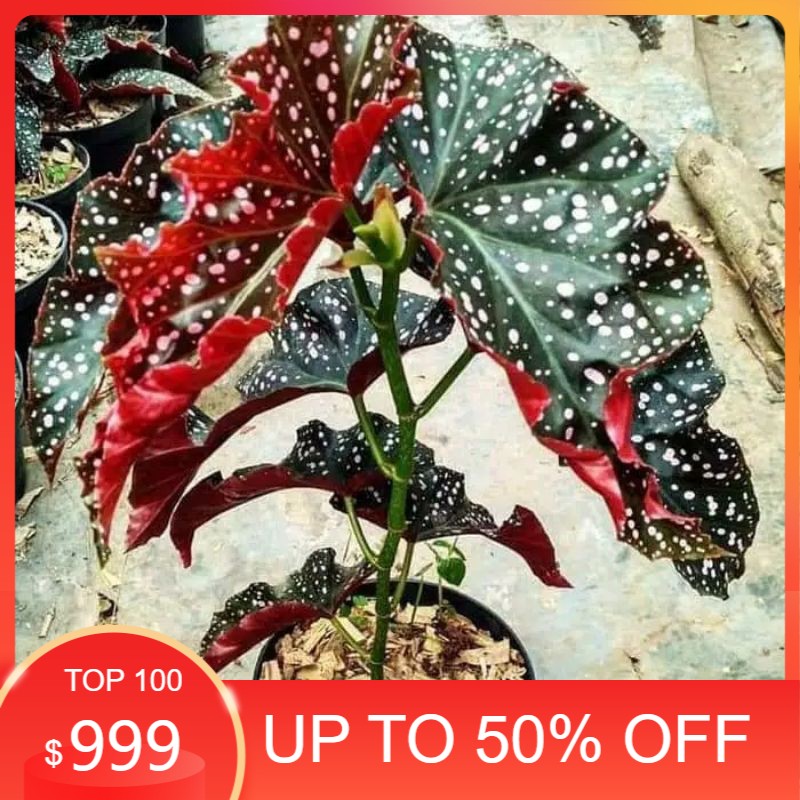 tanaman hias begonia volkadot / tanaman hias begonia / begonia