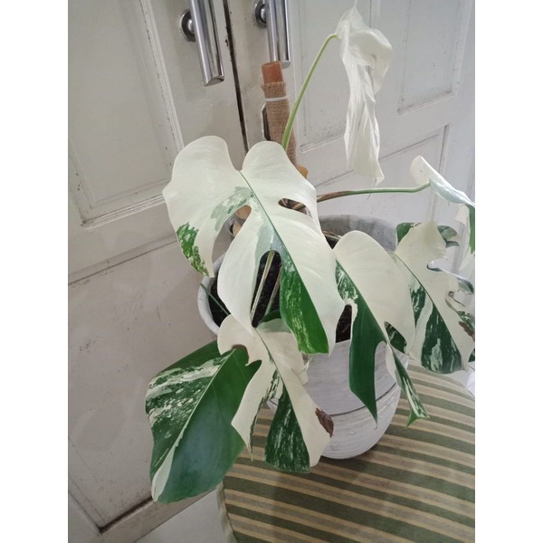MONSTERA VARIGATA WHITE TIGER