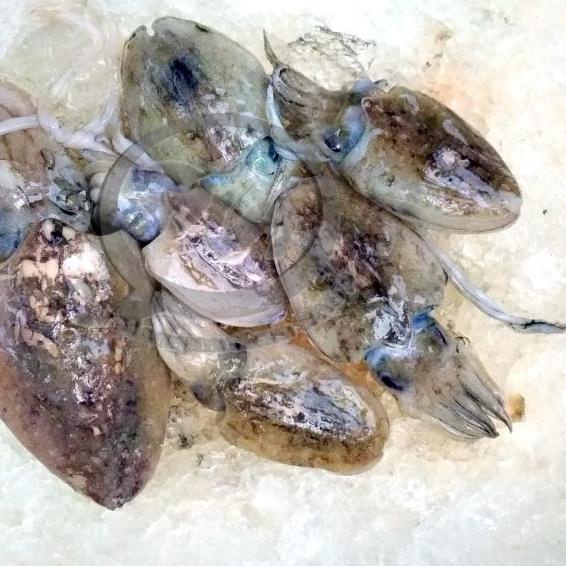 

۩ Jual Cumi Sontong segar per kg ☼