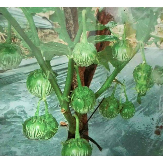 Isi 20-30 Benih Biji Unggul Terong Bulat Hijau Lokal Murah