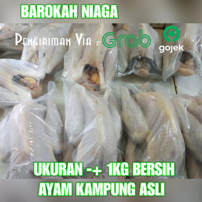 

[[BISA COD]] AYAM KAMPUNG ASLI UKURAN BERSIH 1kg COCOK UNTUK USAHA KULINER
