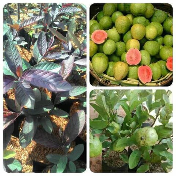 paket tanaman jambu merah australia,jambu merah,jambu kristal