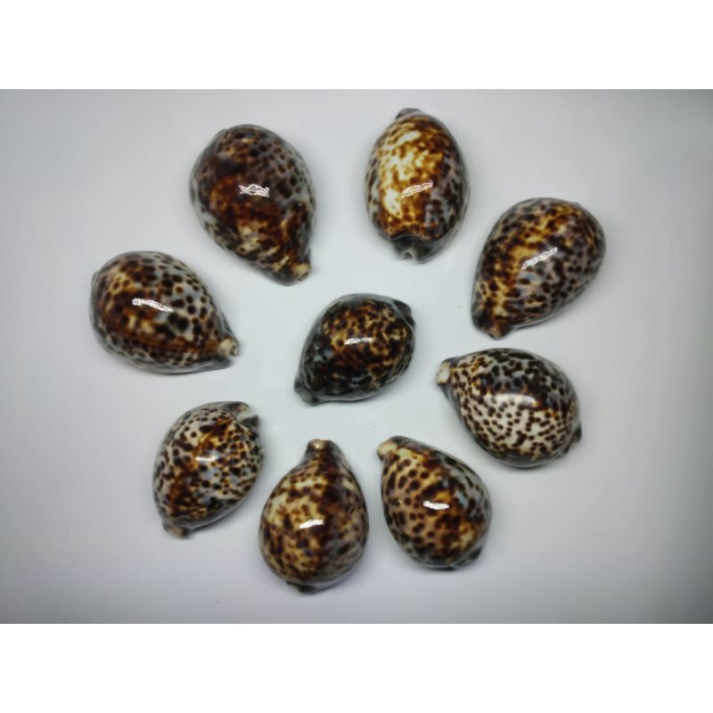 Hasil laut/buli mulus pilihan/kerang TIGER ukuran besar 8up/jual perbiji/dekorasi/aquascape/kerang h