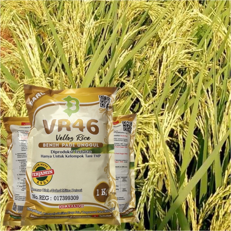 Padi VR 46 / Bibit Padi VR 46