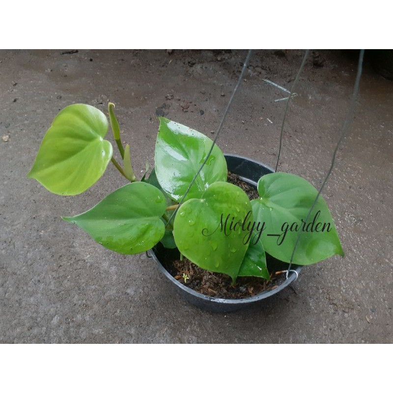 sirih brazil full hijau