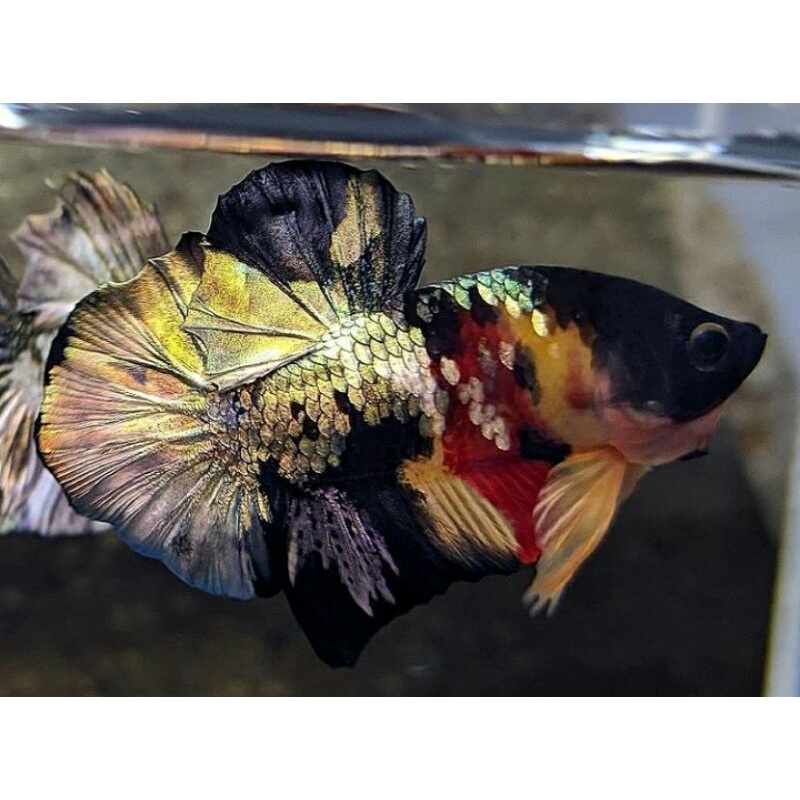 PK NemO Cooper Gold Ready Male Female