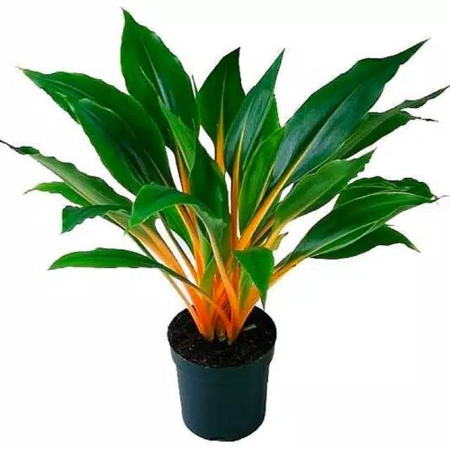 

Bunga mandarin orenge