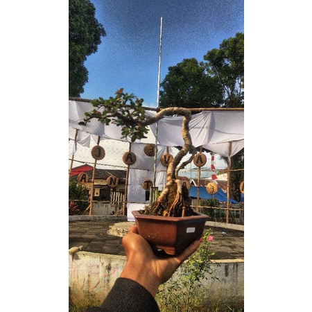 Bonsai Small + Pot Keramik