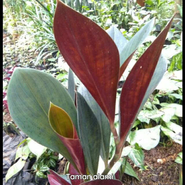 Tanaman Pacing Merah Pohon Pacing Merah Shopee Indonesia