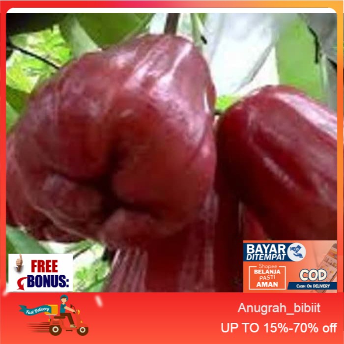 Bibit Tanaman Buah Jambu Air Black Diamond