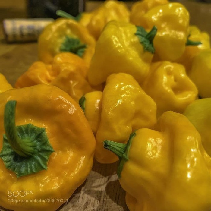 Benih Bibit Biji - Cabai Jamaican Yellow Mushroom (Cabe Berbentuk Jamur) Pepper Seeds