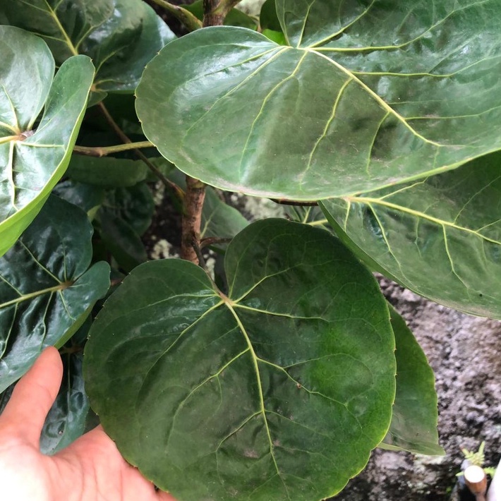 

Daun mangkok mangkokan segar dipetik saat order