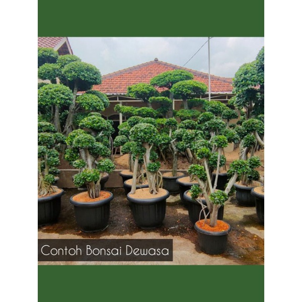 BIBIT BONSAI SEHAT BERAKAR BERINGIN KOREA/ DOLAR