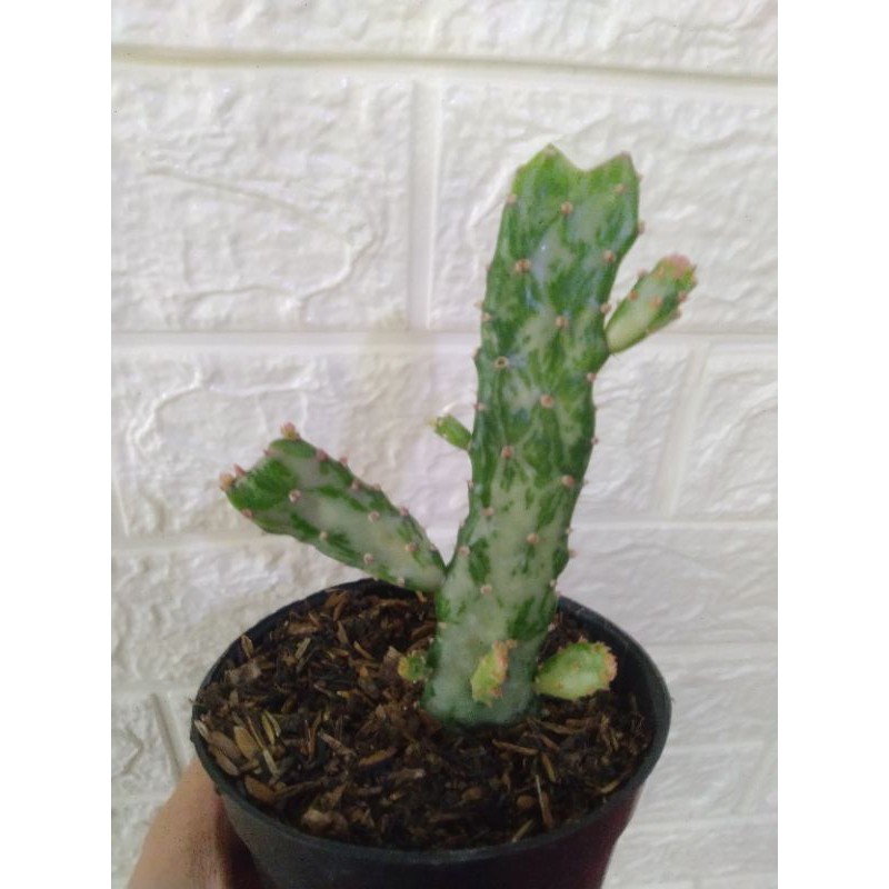 opuntia monacantha variegata