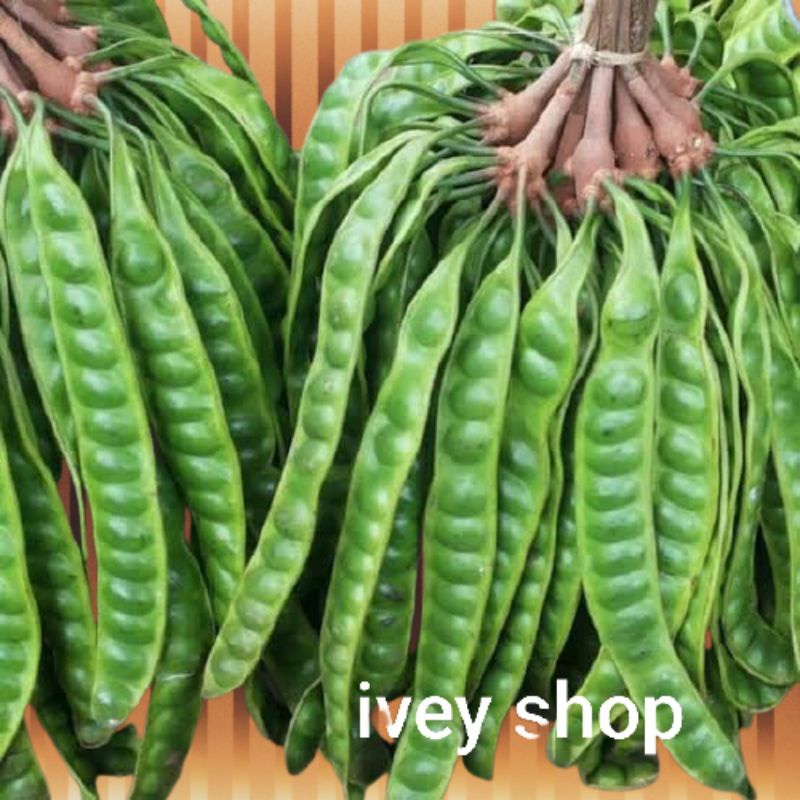 

petai sayur/ 1 lembar