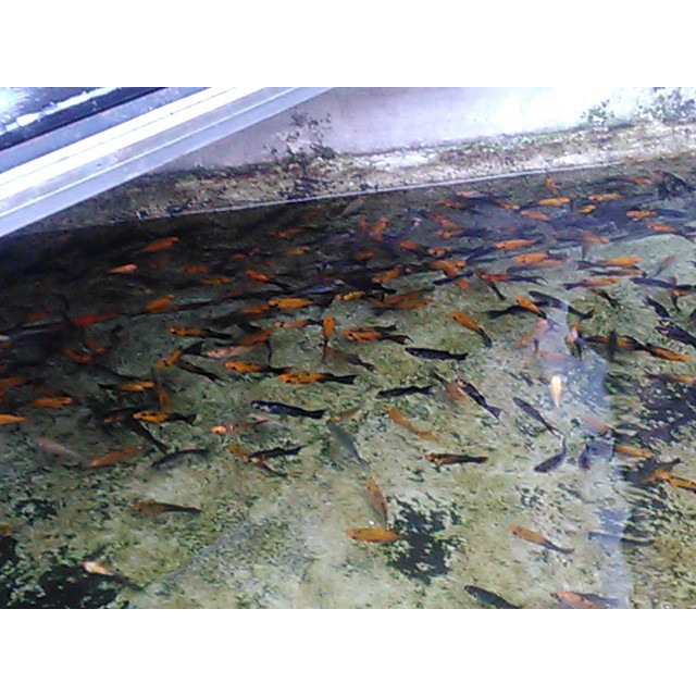

Ikan hias golden black indukan