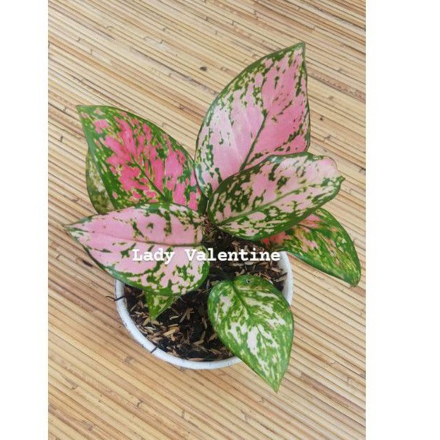 Aglonema Lady Valentine -  Aglaonema - Tanaman Hias Indoor