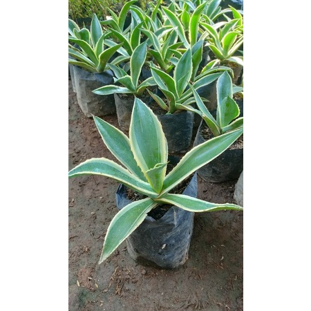 BIBIT BUNGA AGAVE