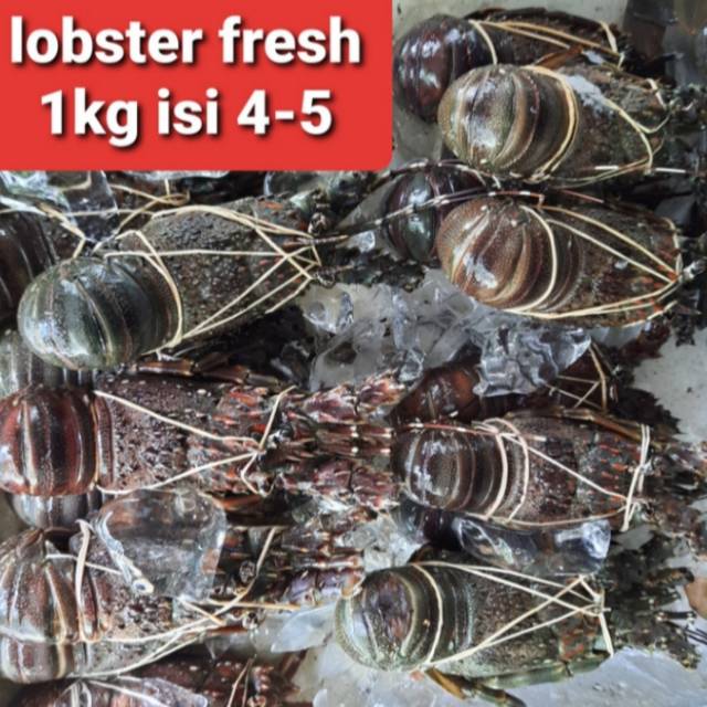 

lobster segar isi 4_5/kg