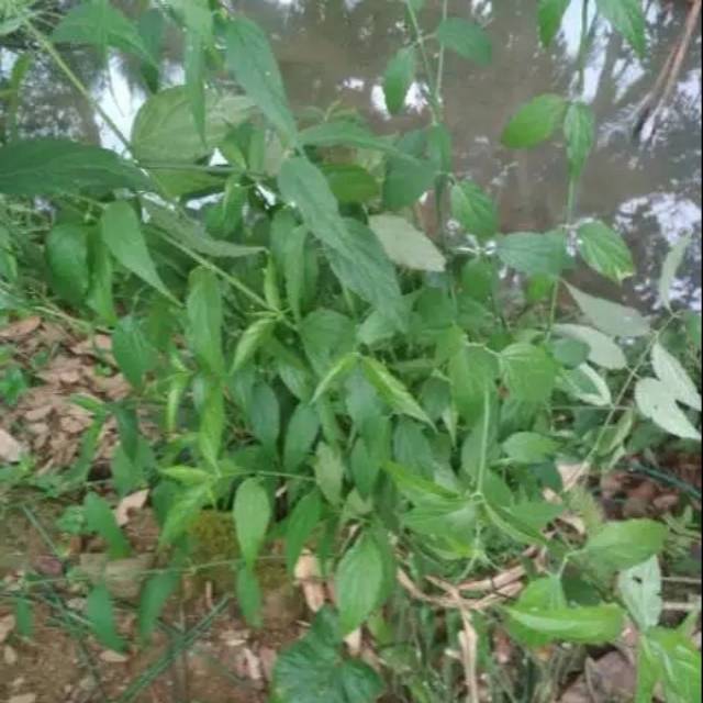 

Daun belalay gajah atau kalingsir