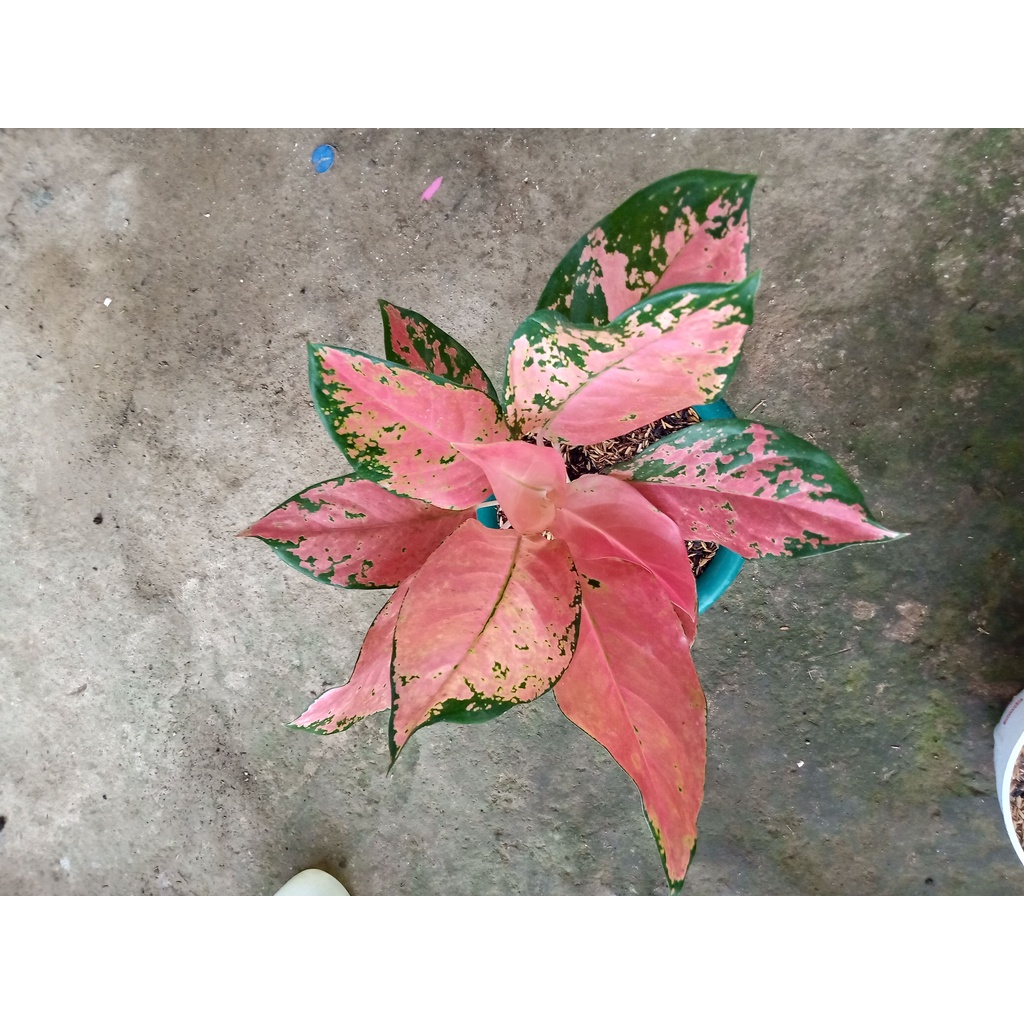 Aglonema Kochin Tembaga anakan indukan