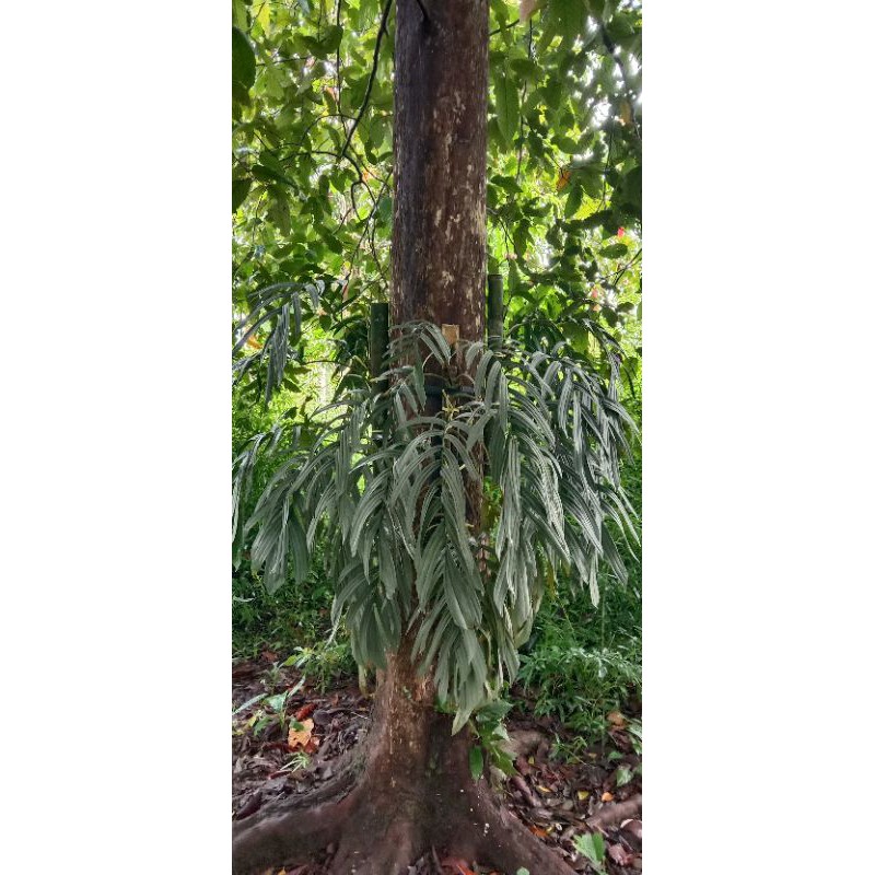 Raphidiopra Tenuis Silver