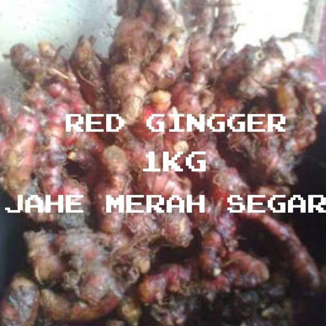 

Ready - Jahe Merah Segar Alami Fresh -Red Ginger 1Kg