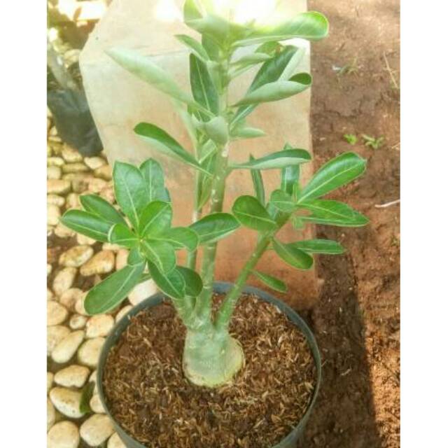Tanaman Kamboja Jepang Arabicum / Adenium Arabicum