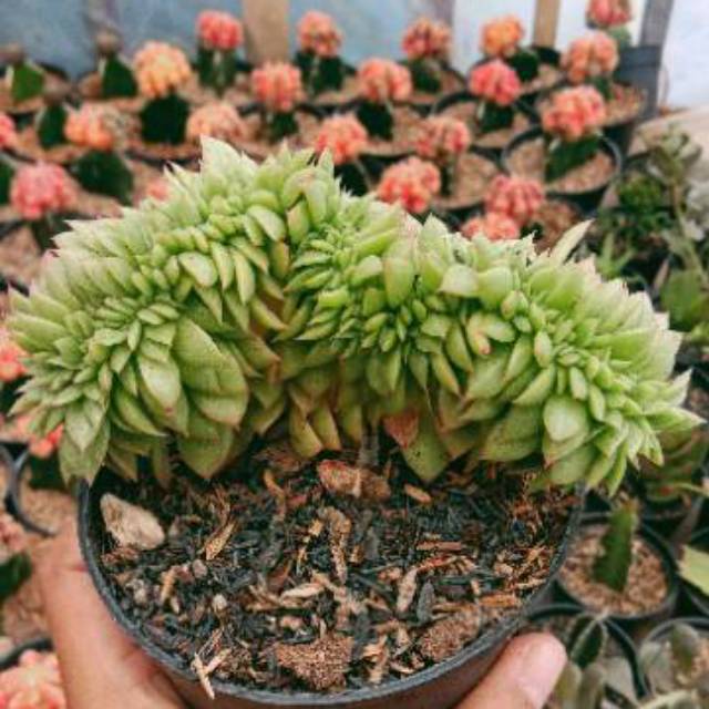 Sekulen kristata gilva