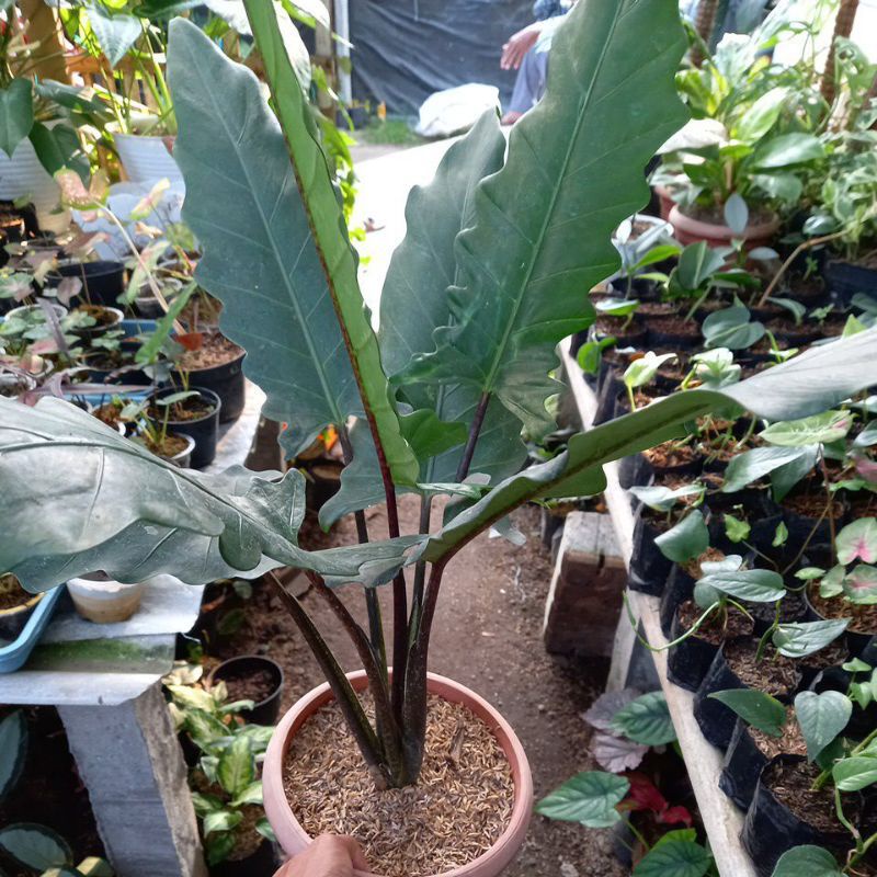 KERIS PAPUA#TANAMAN KERIS PAPUA