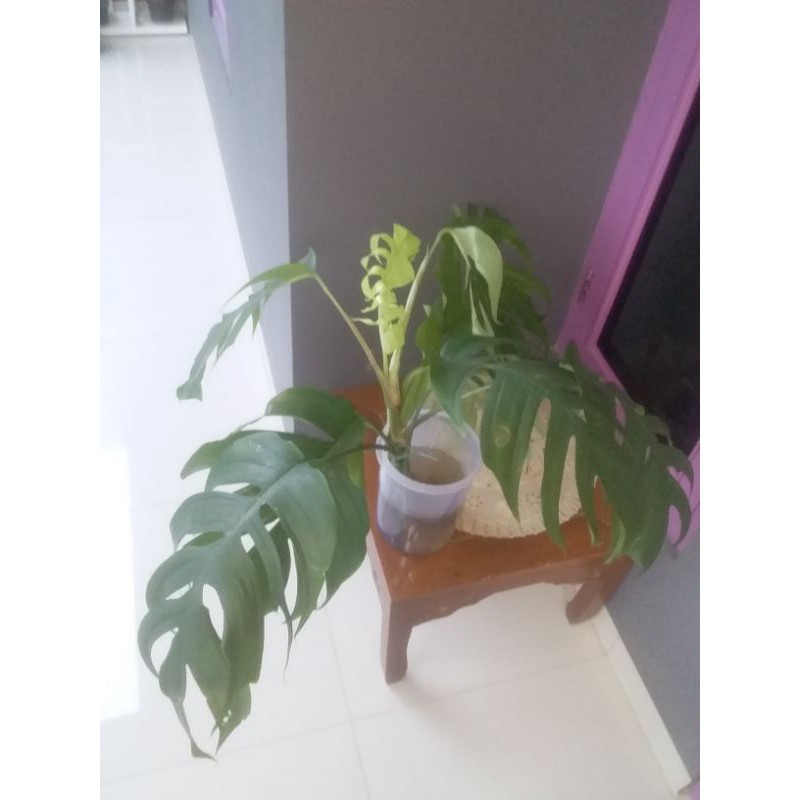 monstera ekor naga jumbo