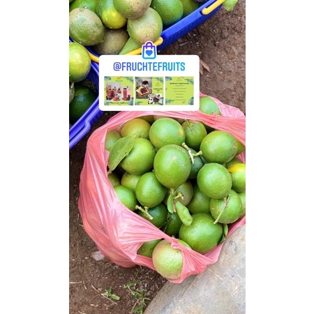 

lemon organic fresh dari kebun sendiri
