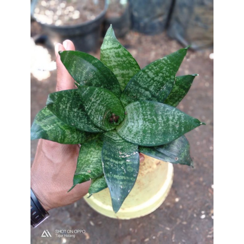 Sansivera kodok - sansivera mini